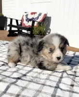 Colson, a male Miniature Australian Shepherd and Miniature American Shepherd for sale in Seward, NE – 4 of 5