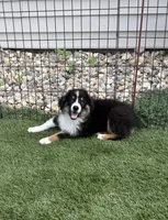 Morgan, a female Miniature Australian Shepherd and Miniature American Shepherd for sale in Seward, NE – 2 of 10