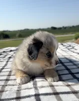 Viola, a female Miniature Australian Shepherd and Miniature American Shepherd for sale in Seward, NE – 5 of 5