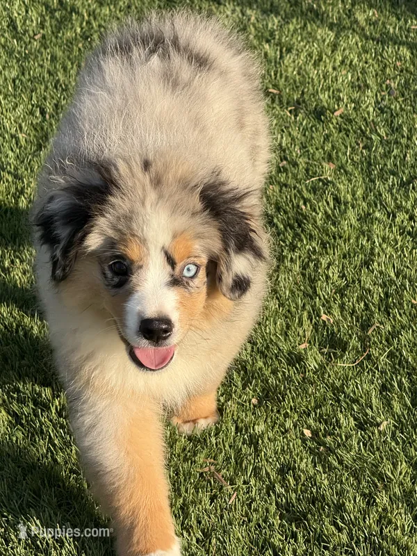 Viola – Miniature Australian Shepherd, Miniature American Shepherd puppy for sale in Seward, NE