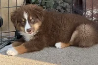 Aspen, a female Miniature Australian Shepherd and Miniature American Shepherd for sale in Seward, NE – 2 of 10