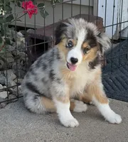 Colson, a male Miniature Australian Shepherd and Miniature American Shepherd for sale in Seward, NE – 5 of 10