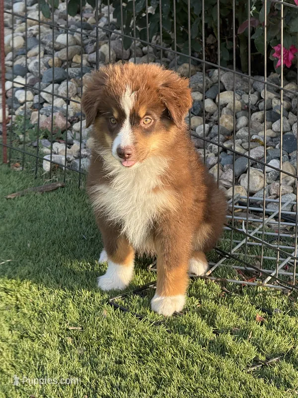 Aspen – Miniature Australian Shepherd, Miniature American Shepherd puppy for sale in Seward, NE