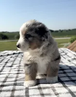 Kolter, a male Miniature Australian Shepherd and Miniature American Shepherd for sale in Seward, NE – 3 of 4