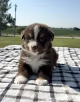 Aspen, a female Miniature Australian Shepherd and Miniature American Shepherd for sale in Seward, NE – 2 of 5