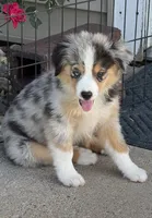 Colson, a male Miniature Australian Shepherd and Miniature American Shepherd for sale in Seward, NE – 2 of 10