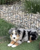 Kolter, a male Miniature Australian Shepherd and Miniature American Shepherd for sale in Seward, NE – 6 of 10