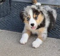 Colson, a male Miniature Australian Shepherd and Miniature American Shepherd for sale in Seward, NE – 4 of 10