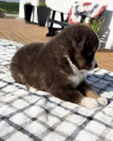 Aspen, a female Miniature Australian Shepherd and Miniature American Shepherd for sale in Seward, NE – 5 of 5