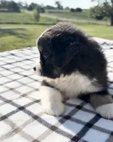Morgan, a female Miniature Australian Shepherd and Miniature American Shepherd for sale in Seward, NE – 4 of 5
