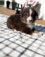 Aspen, a female Miniature Australian Shepherd and Miniature American Shepherd for sale in Seward, NE – 4 of 5