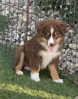Aspen, a female Miniature Australian Shepherd and Miniature American Shepherd for sale in Seward, NE – 3 of 10