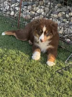 Aspen, a female Miniature Australian Shepherd and Miniature American Shepherd for sale in Seward, NE – 6 of 10