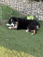 Morgan, a female Miniature Australian Shepherd and Miniature American Shepherd for sale in Seward, NE – 4 of 10