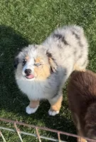 Viola, a female Miniature Australian Shepherd and Miniature American Shepherd for sale in Seward, NE – 3 of 8