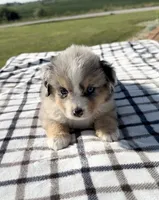Viola, a female Miniature Australian Shepherd and Miniature American Shepherd for sale in Seward, NE – 4 of 5