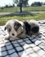 Colson, a male Miniature Australian Shepherd and Miniature American Shepherd for sale in Seward, NE – 3 of 5