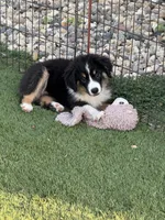 Morgan, a female Miniature Australian Shepherd and Miniature American Shepherd for sale in Seward, NE – 6 of 10