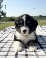 Morgan, a female Miniature Australian Shepherd and Miniature American Shepherd for sale in Seward, NE – 2 of 5