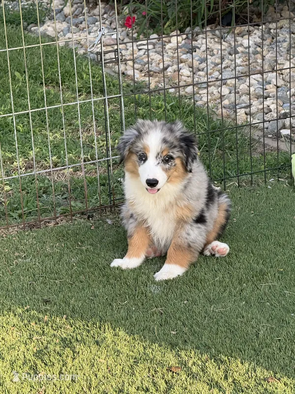 Kolter – Miniature Australian Shepherd, Miniature American Shepherd puppy for sale in Seward, NE