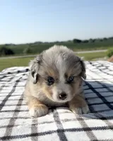 Viola, a female Miniature Australian Shepherd and Miniature American Shepherd for sale in Seward, NE – 3 of 5