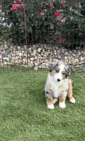 Kolter, a male Miniature Australian Shepherd and Miniature American Shepherd for sale in Seward, NE – 3 of 10