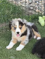 Colson, a male Miniature Australian Shepherd and Miniature American Shepherd for sale in Seward, NE – 3 of 10