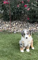 Kolter, a male Miniature Australian Shepherd and Miniature American Shepherd for sale in Seward, NE – 2 of 10