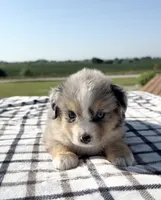 Viola, a female Miniature Australian Shepherd and Miniature American Shepherd for sale in Seward, NE – 1 of 5
