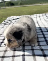 Viola, a female Miniature Australian Shepherd and Miniature American Shepherd for sale in Seward, NE – 2 of 5