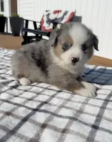 Truce, a male Miniature Australian Shepherd and Miniature American Shepherd for sale in Seward, NE – 4 of 4