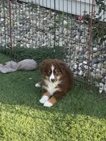 Aspen, a female Miniature Australian Shepherd and Miniature American Shepherd for sale in Seward, NE – 4 of 10