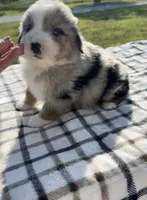 Kolter, a male Miniature Australian Shepherd and Miniature American Shepherd for sale in Seward, NE – 4 of 4