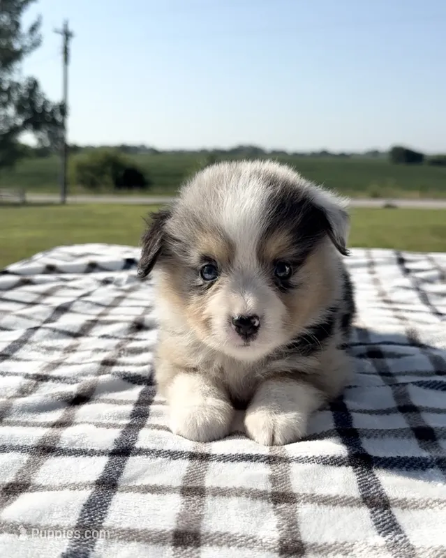 Colson – Miniature Australian Shepherd, Miniature American Shepherd puppy for sale in Seward, NE