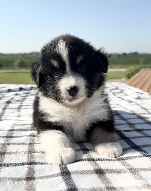 Morgan – Miniature Australian Shepherd, Miniature American Shepherd puppy for sale in Seward, NE