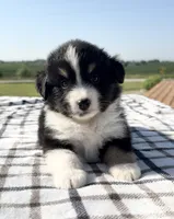 Morgan, a female Miniature Australian Shepherd and Miniature American Shepherd for sale in Seward, NE – 1 of 5