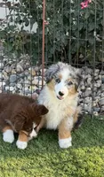 Kolter, a male Miniature Australian Shepherd and Miniature American Shepherd for sale in Seward, NE – 4 of 10
