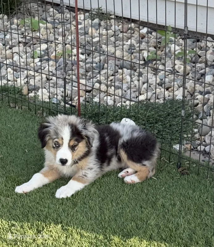 Colson – Miniature Australian Shepherd, Miniature American Shepherd puppy for sale in Seward, NE