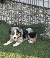 Colson, a male Miniature Australian Shepherd and Miniature American Shepherd for sale in Seward, NE – 1 of 10