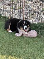 Morgan, a female Miniature Australian Shepherd and Miniature American Shepherd for sale in Seward, NE – 5 of 10