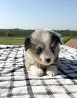 Colson, a male Miniature Australian Shepherd and Miniature American Shepherd for sale in Seward, NE – 2 of 5
