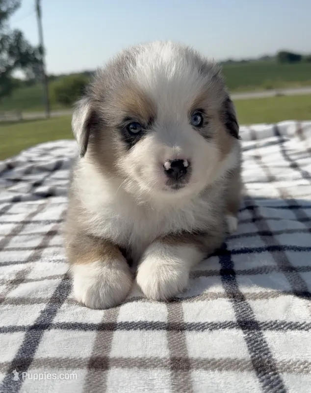 Truce – Miniature Australian Shepherd, Miniature American Shepherd puppy for sale in Seward, NE