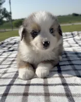 Truce, a male Miniature Australian Shepherd and Miniature American Shepherd for sale in Seward, NE – 1 of 4