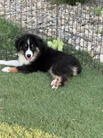 Morgan, a female Miniature Australian Shepherd and Miniature American Shepherd for sale in Seward, NE – 3 of 10