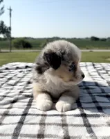 Colson, a male Miniature Australian Shepherd and Miniature American Shepherd for sale in Seward, NE – 5 of 5