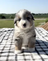 Kolter, a male Miniature Australian Shepherd and Miniature American Shepherd for sale in Seward, NE – 1 of 4