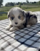 Truce, a male Miniature Australian Shepherd and Miniature American Shepherd for sale in Seward, NE – 2 of 4