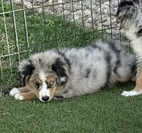 Viola, a female Miniature Australian Shepherd and Miniature American Shepherd for sale in Seward, NE – 2 of 8