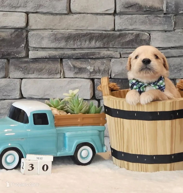Olive Green Collar  – Golden Retriever puppy for sale in Friendsville, TN