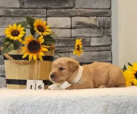 Yellow Collar , a female Golden Retriever for sale in Friendsville, TN – 2 of 4